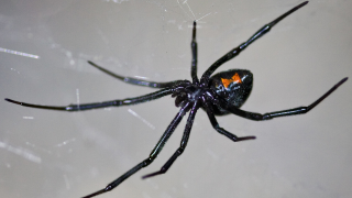 Tres niños se dejan picar por una viuda negra porque querían ser como Spider-Man